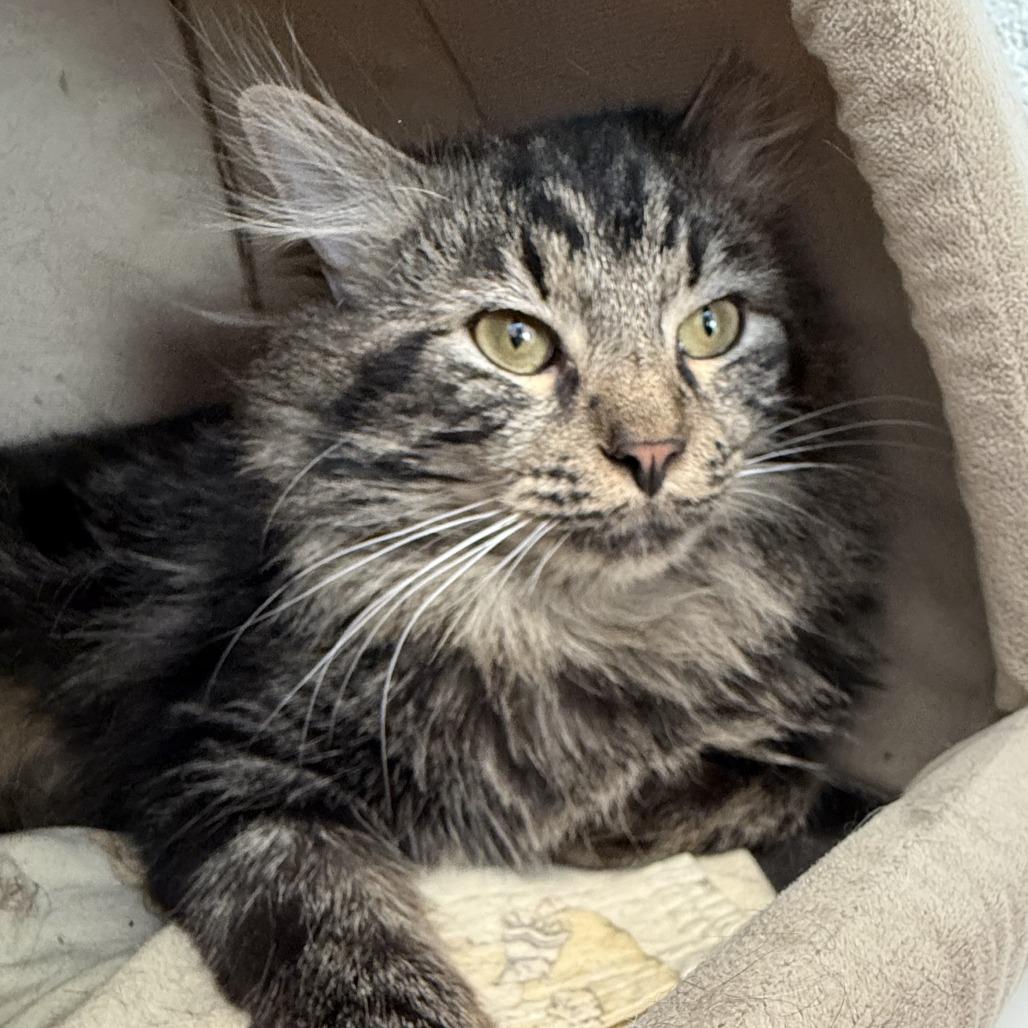 Angus, a Adoptable Domestic Long Hair in Marshall, VA image 1/4