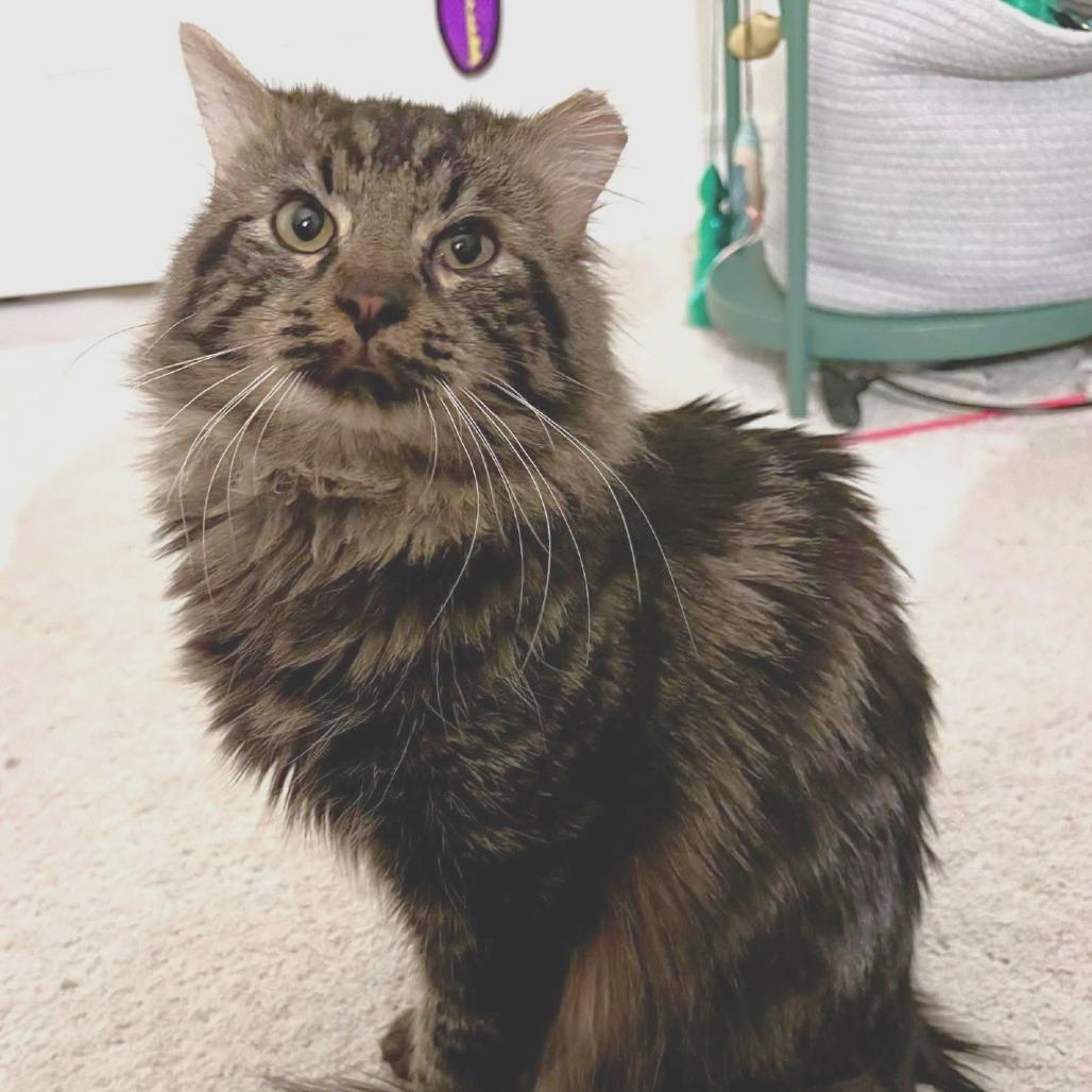 Enlarge Angus, a Adoptable Domestic Long Hair in Marshall, VA image 2/3