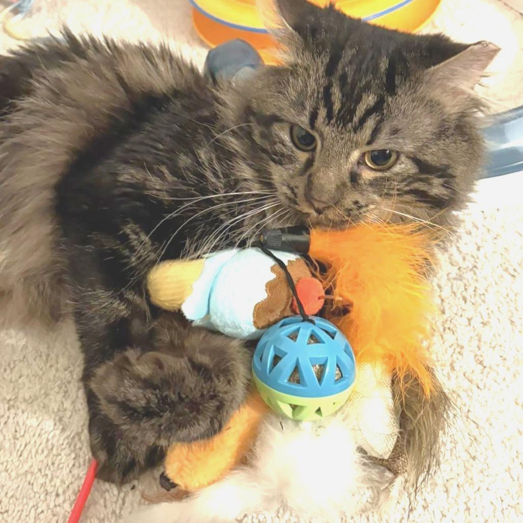 Enlarge Angus, a Adoptable Domestic Long Hair in Marshall, VA image 3/3