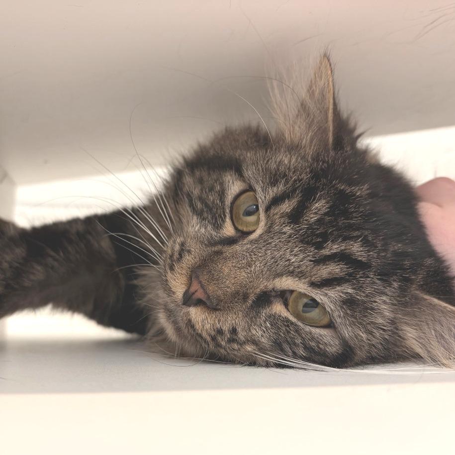 Angus, a Adoptable Domestic Long Hair in Marshall, VA image 3/4