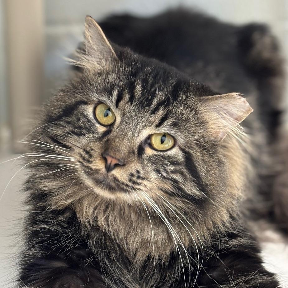 Angus, a Adoptable Domestic Long Hair in Marshall, VA image 4/4