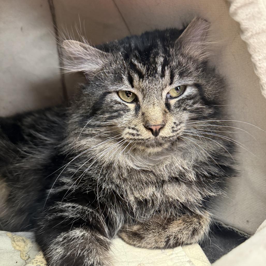 Enlarge Angus, a Adoptable Domestic Long Hair in Marshall, VA image 6/6
