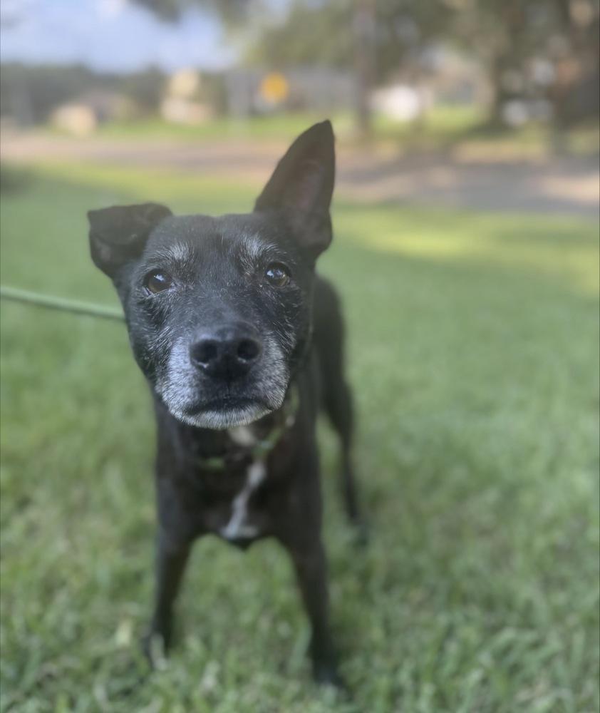 Augie, Adoptable, Senior Male Cattle Dog & Australian Kelpie.