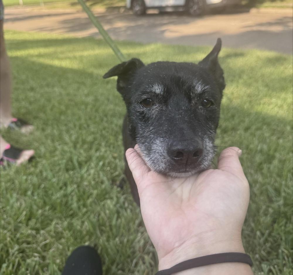 Enlarge Augie, a Adoptable mixed breed in Saugus, MA image 2/3