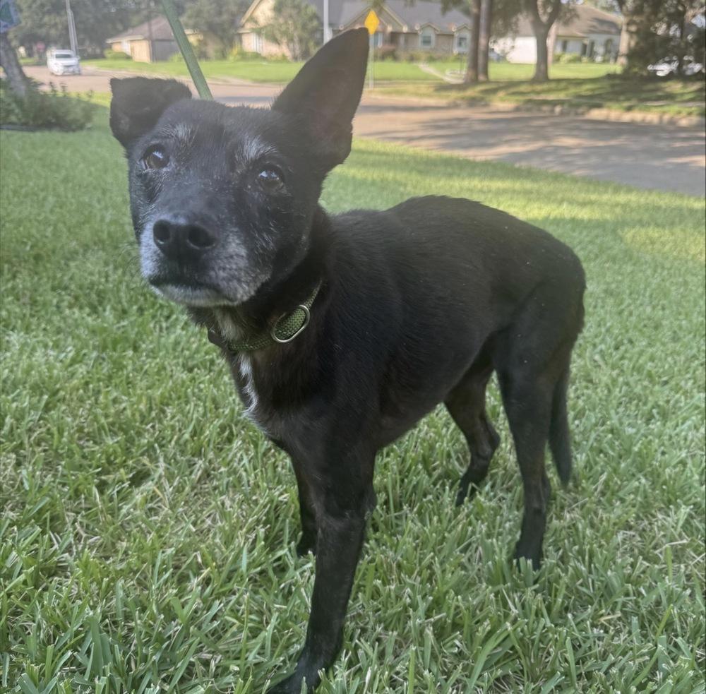 Enlarge Augie, a Adoptable mixed breed in Saugus, MA image 3/3