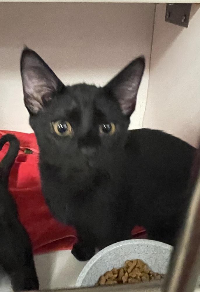 Rune, Adoptable, Kitten Male Domestic Short Hair.