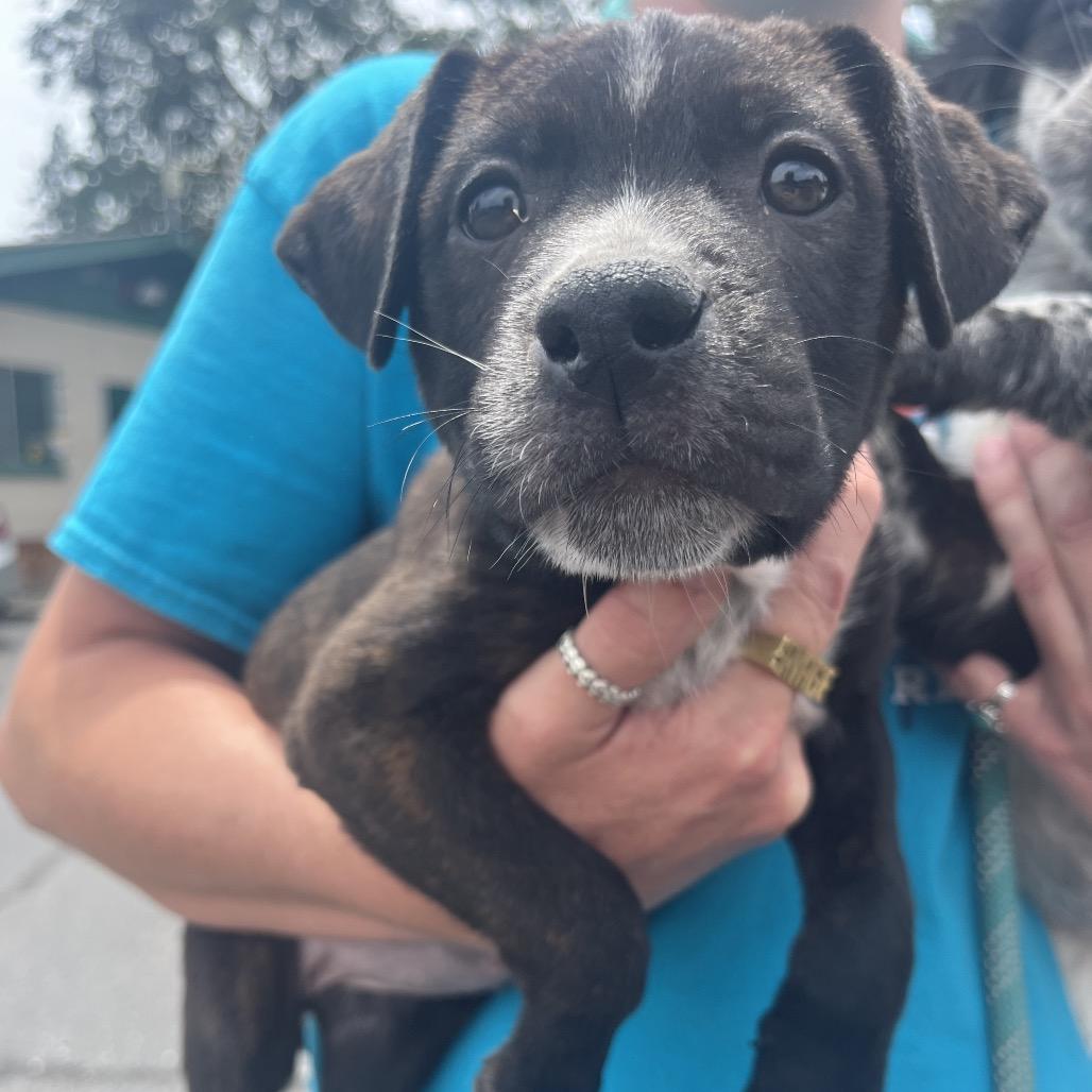 Enlarge Rosie, a Adoptable mixed breed in Ashland, OR image 2/6