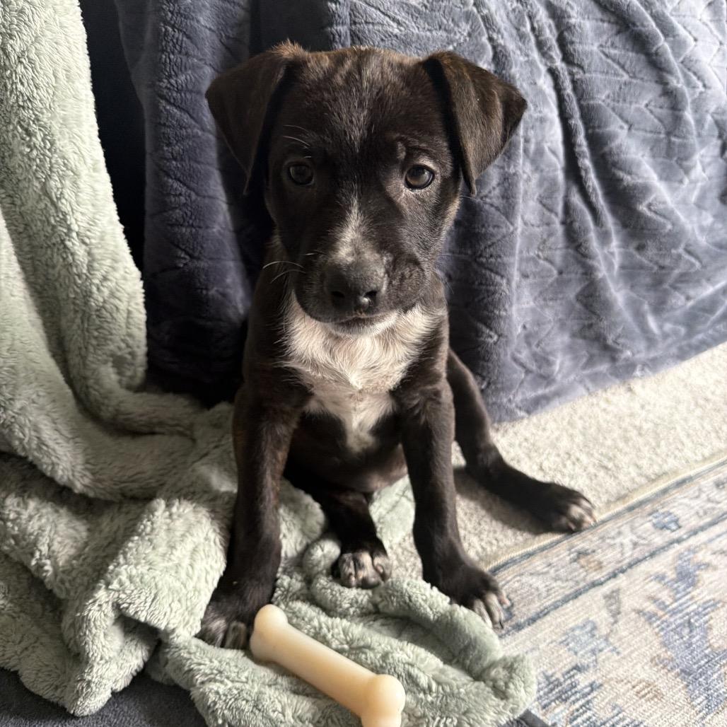 Enlarge Rosie, a Adoptable mixed breed in Ashland, OR image 3/6