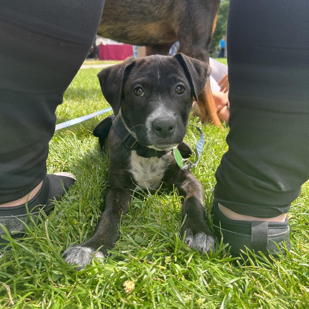 Rosie, Adoptable, Puppy Female German Shorthaired Pointer & Mixed Breed.