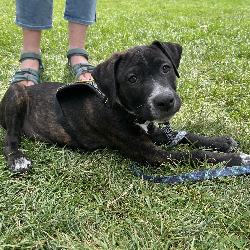 Enlarge Rosie, a Adoptable mixed breed in Ashland, OR image 4/6