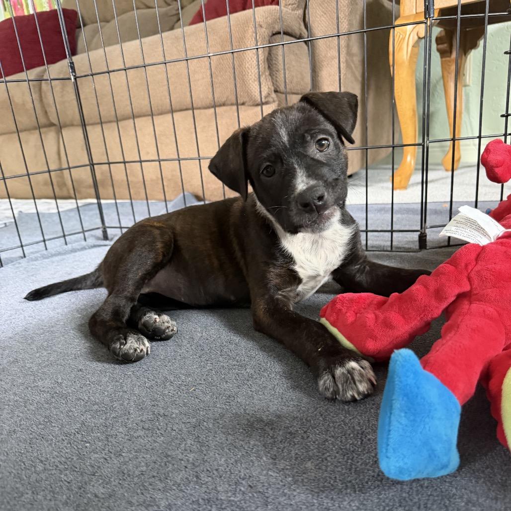 Enlarge Rosie, a Adoptable mixed breed in Ashland, OR image 6/6