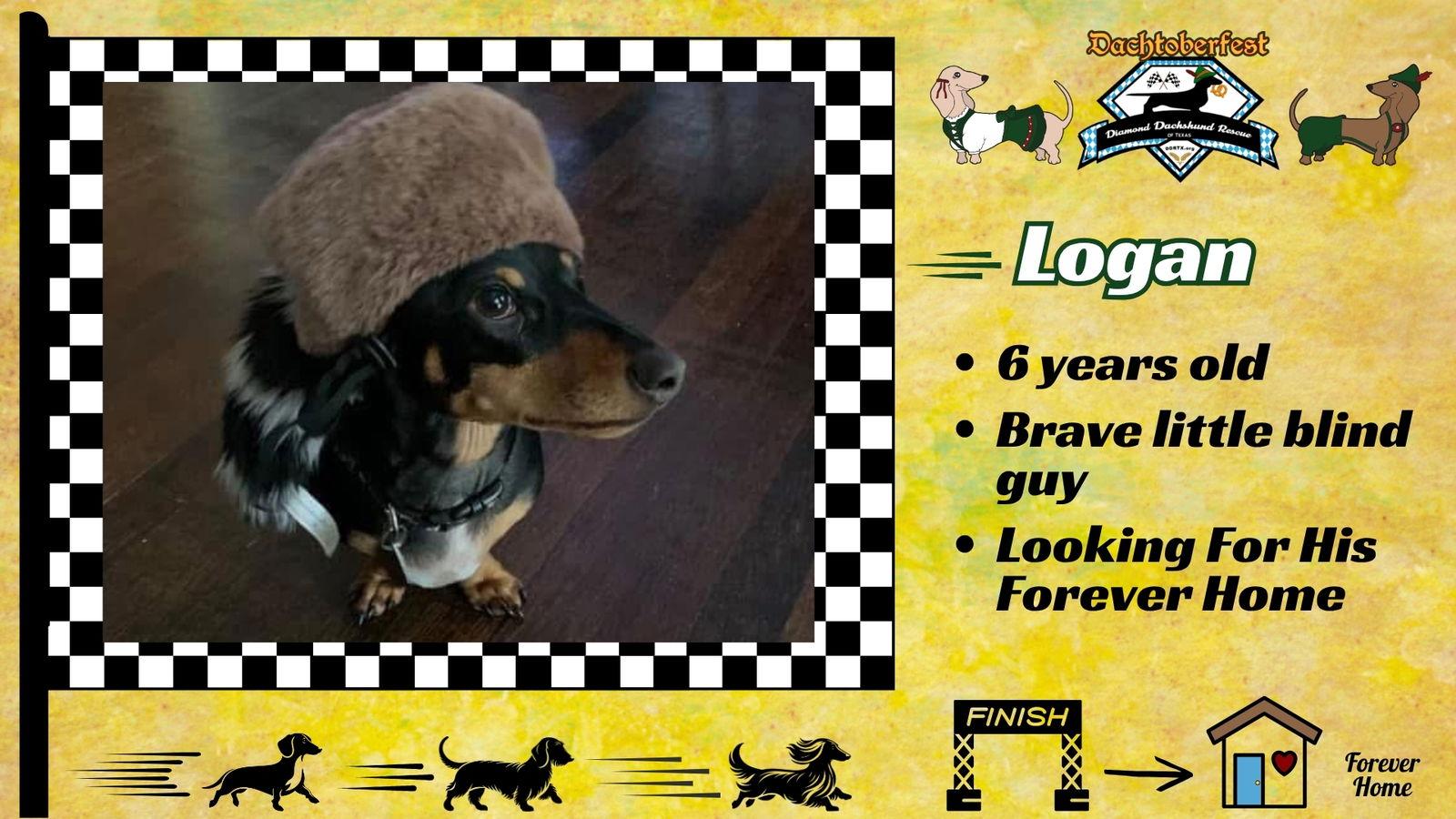Enlarge Logan Shadow, a Adopted Dachshund in San Antonio, TX image 2/3