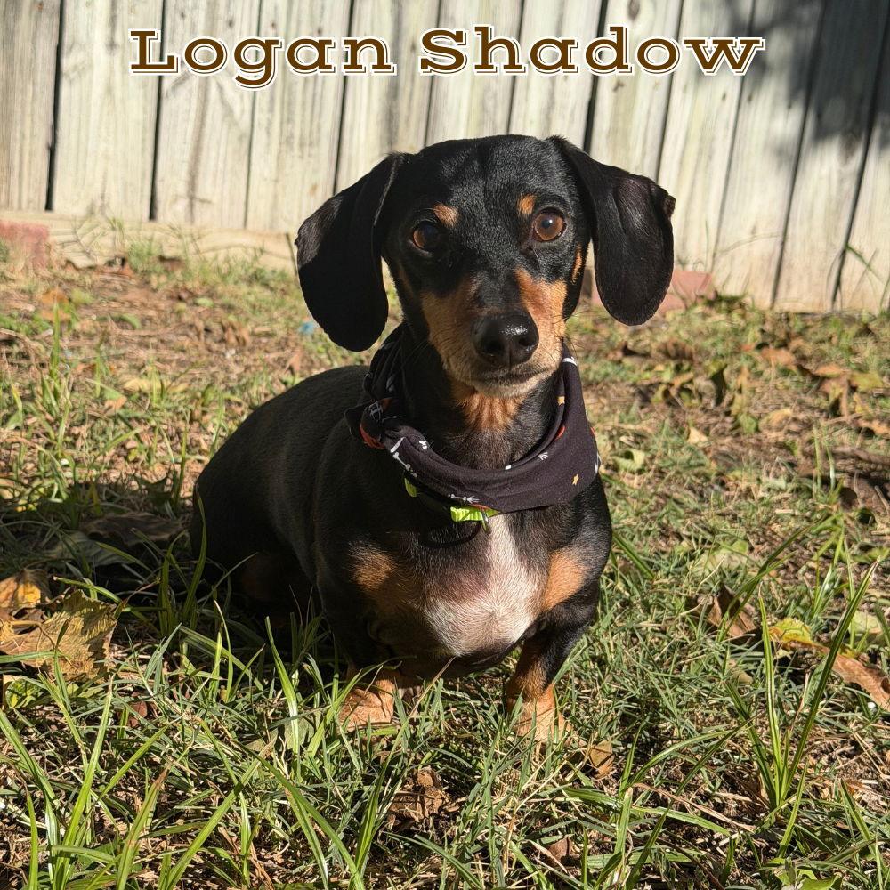Enlarge Logan Shadow, a Adopted Dachshund in San Antonio, TX image 3/3