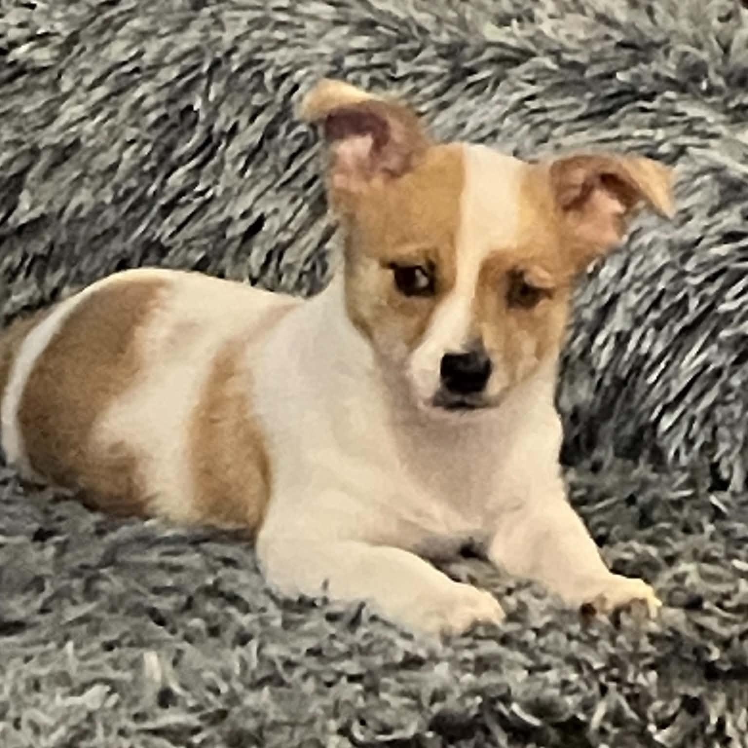 PiPi, Adoptable, Puppy Female Chihuahua & Yorkshire Terrier.