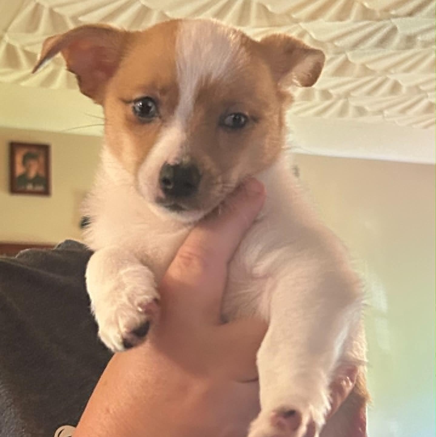 PiPi, a Adoptable mixed breed in Stormville, NY image 2/6