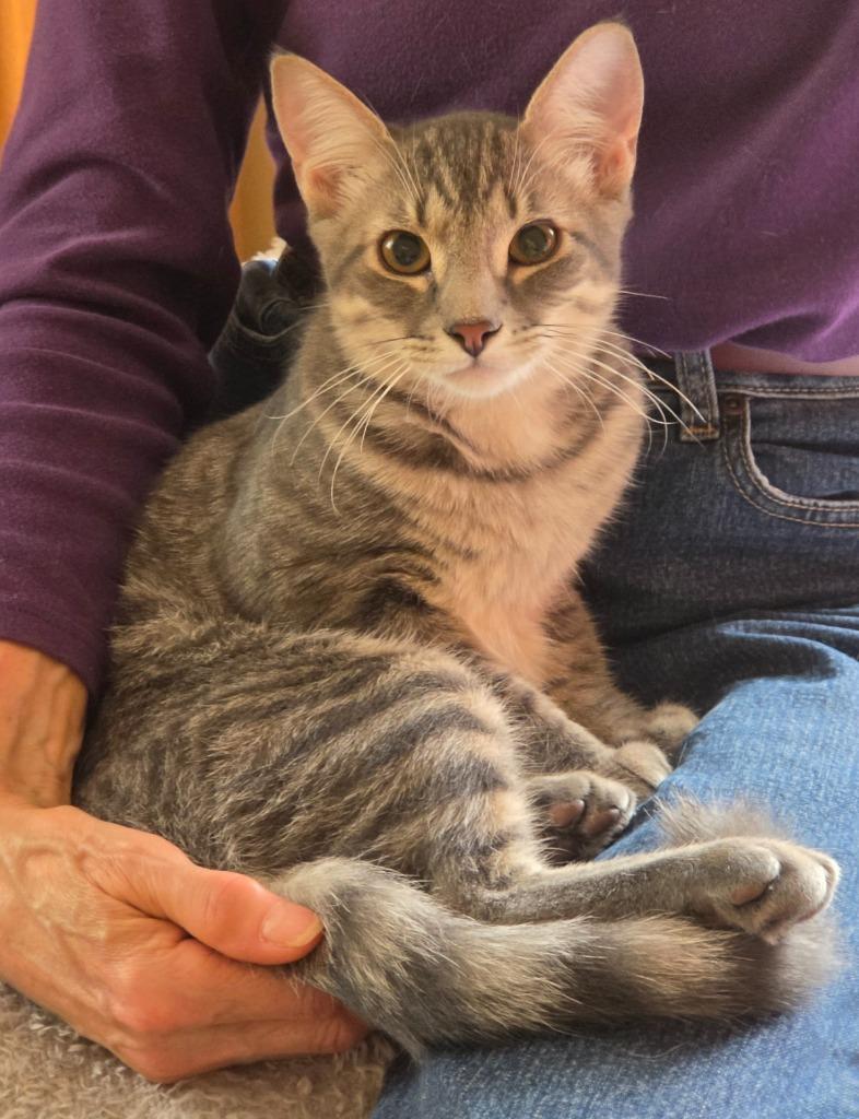 Harry, Adoptable, Kitten Male Domestic Short Hair.