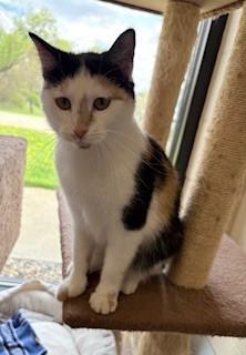 Enlarge Hawaiian Punch, a Adoptable Domestic Short Hair in Mason City, IA image 1/4