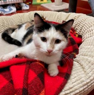 Enlarge Hawaiian Punch, a Adoptable Domestic Short Hair in Mason City, IA image 1/3