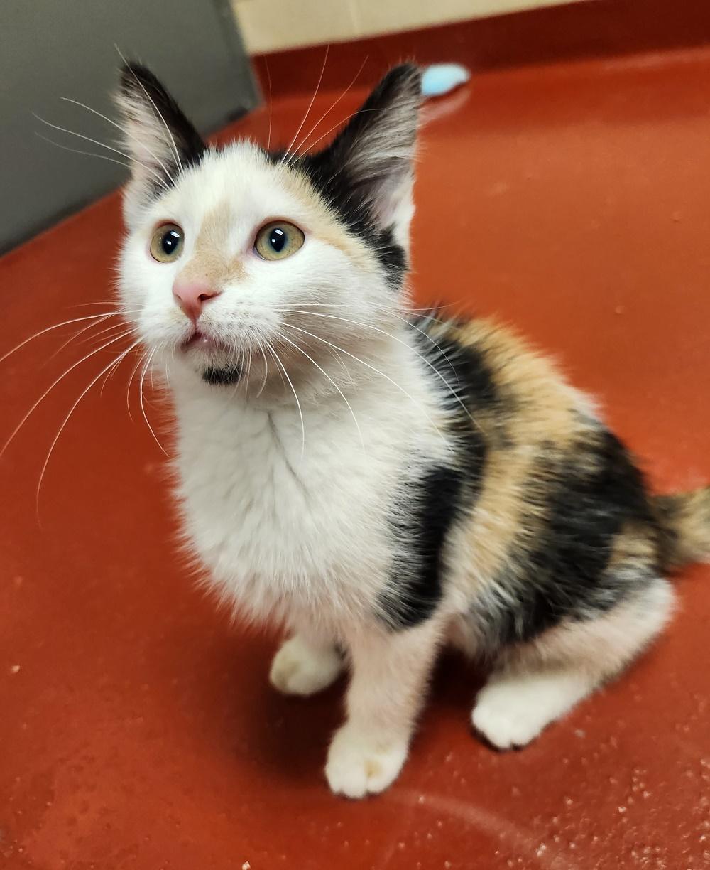 Enlarge Hawaiian Punch, a Adoptable Domestic Short Hair in Mason City, IA image 3/3