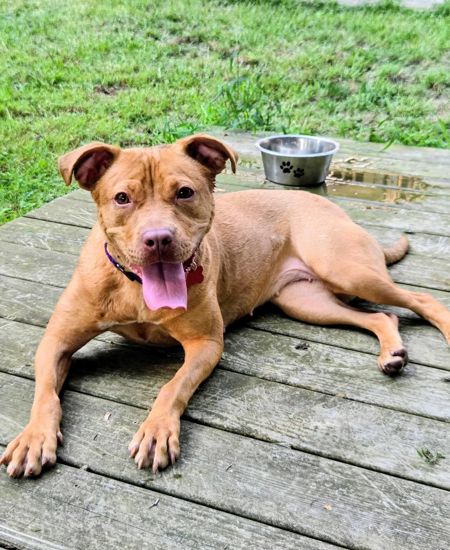 Latte, ADOPTABLE, Puppy Female American Staffordshire Terrier.
