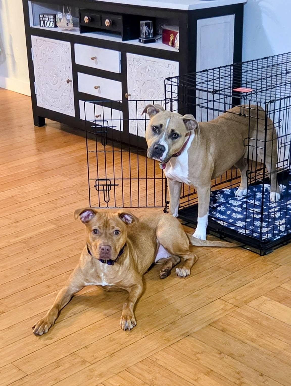 Latte, a ADOPTABLE mixed breed in Maybrook, NY image 2/6