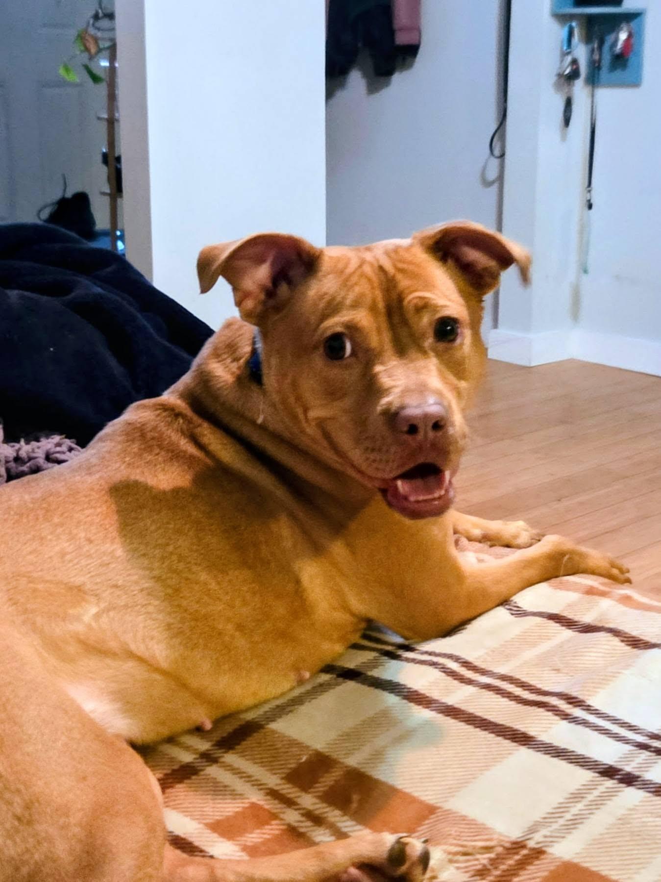 Latte, a ADOPTABLE mixed breed in Maybrook, NY image 6/6