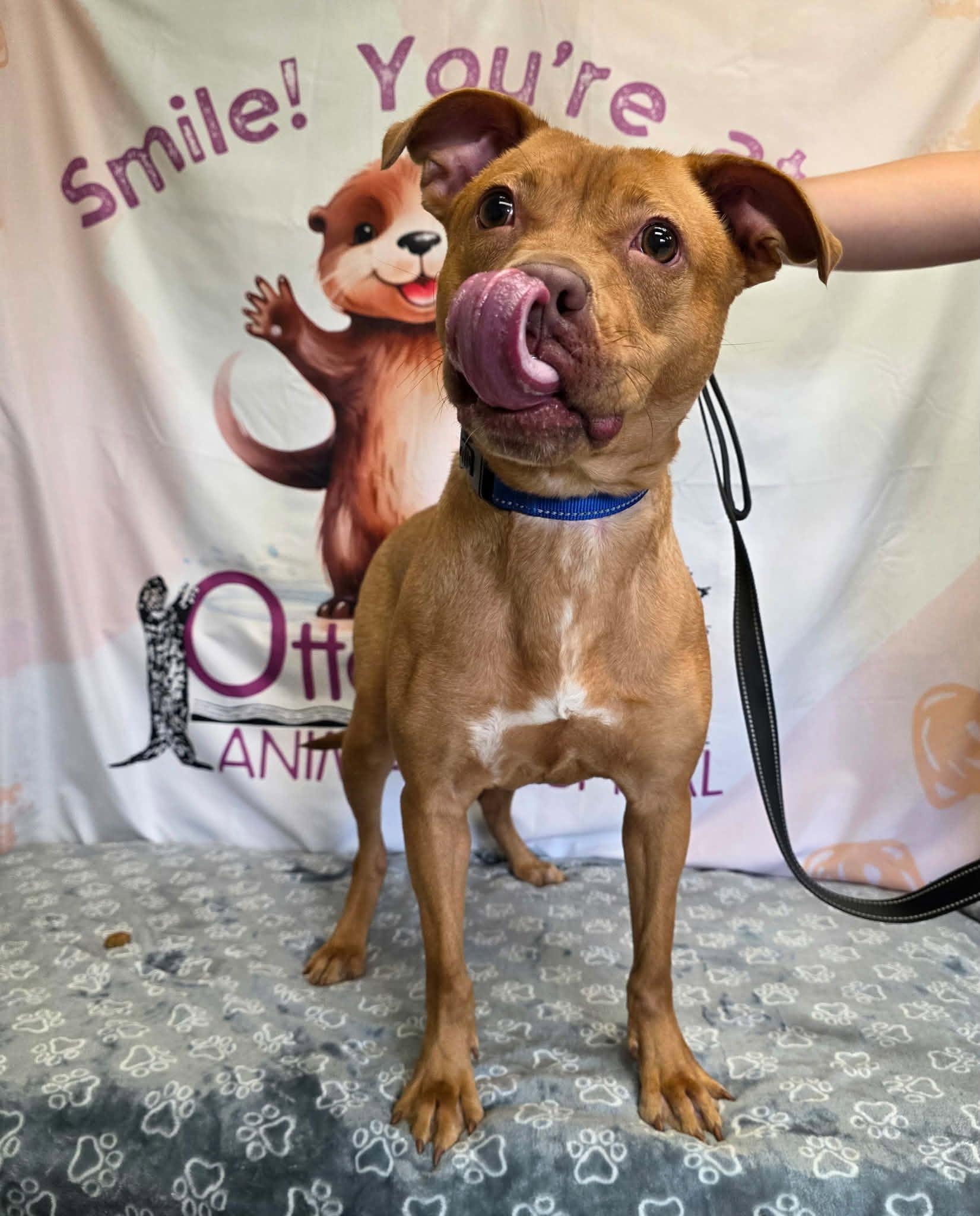 Latte, a ADOPTABLE mixed breed in Maybrook, NY image 4/6
