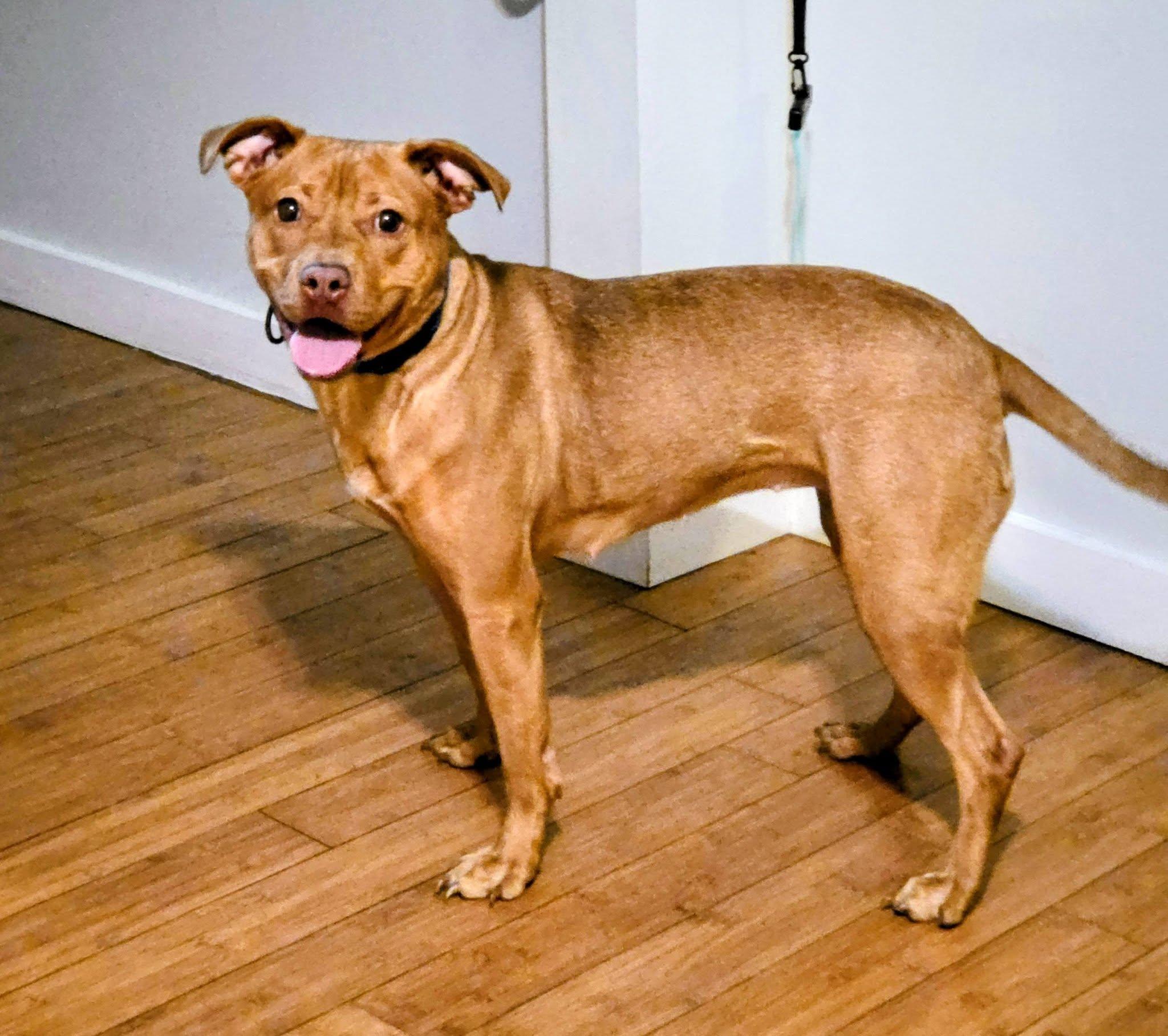 Latte, a ADOPTABLE mixed breed in Maybrook, NY image 5/6