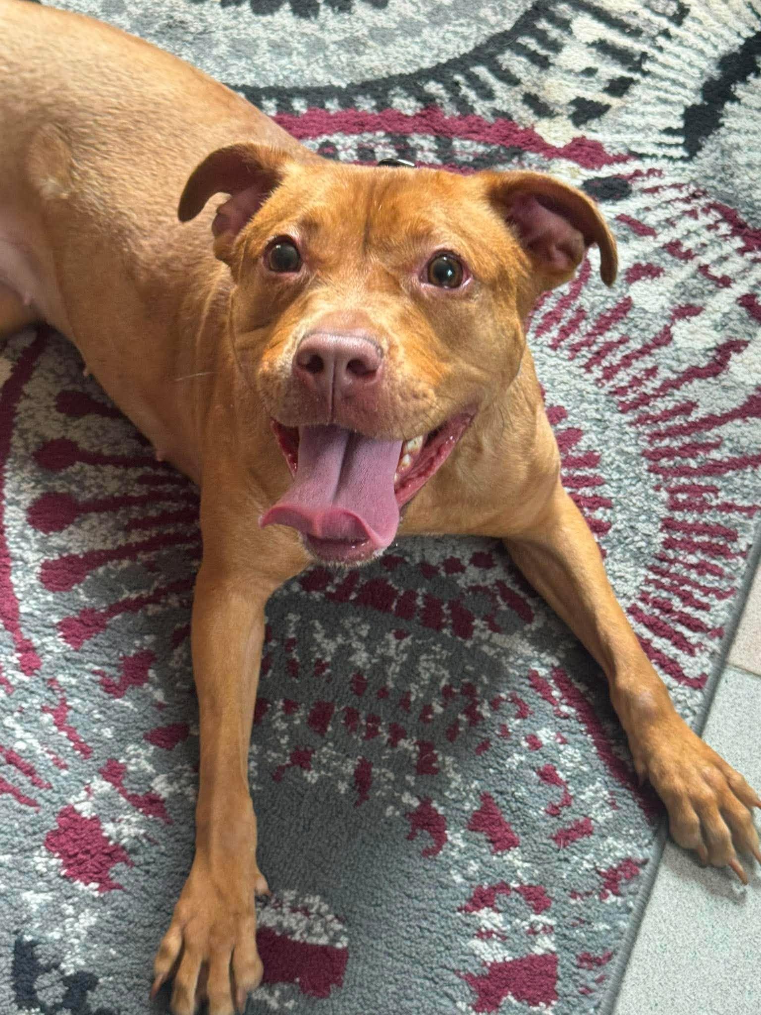 Latte, a ADOPTABLE mixed breed in Maybrook, NY image 3/6