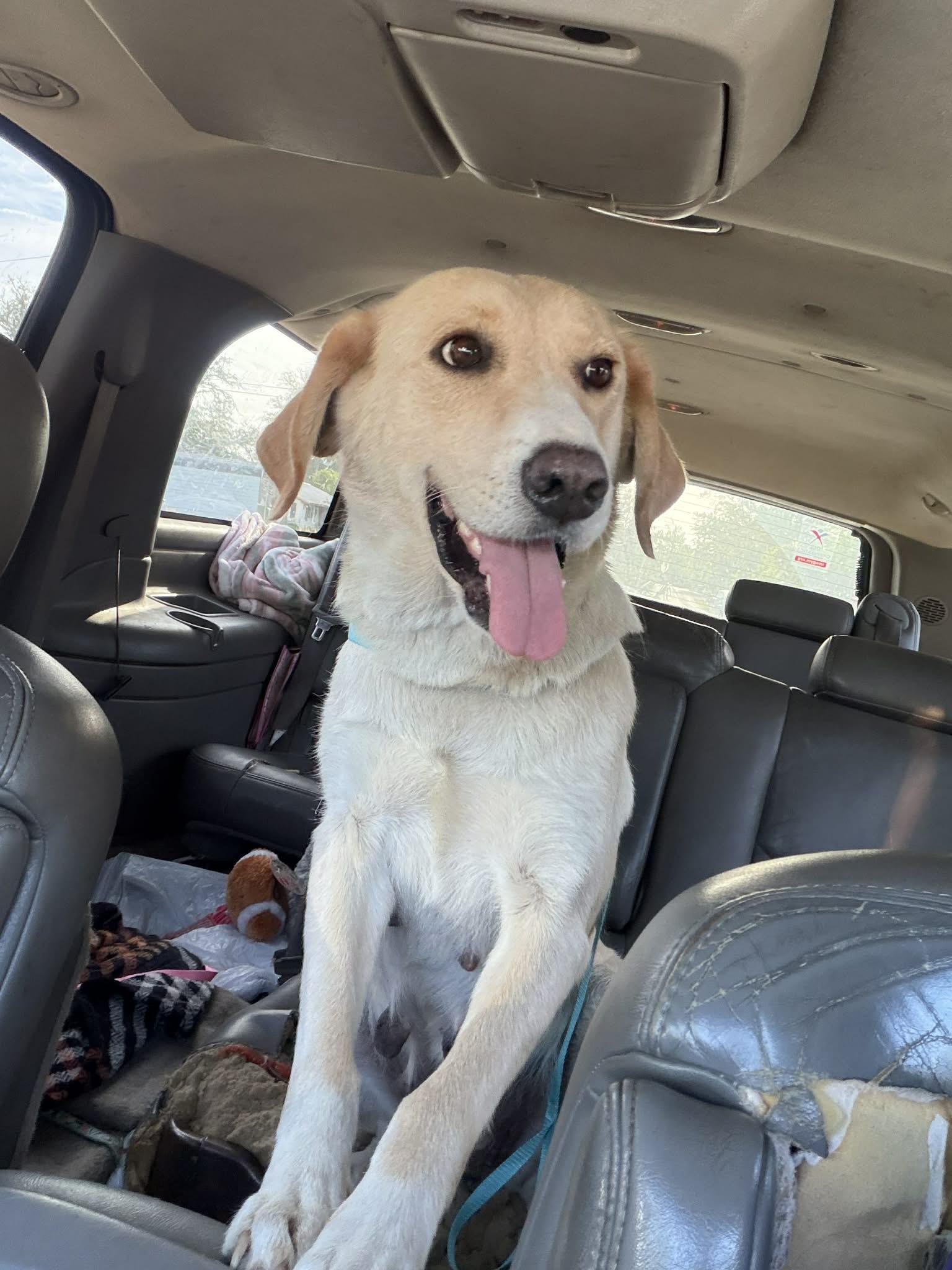 Enlarge Nala, a Adoptable mixed breed in Panama City, FL image 1/1