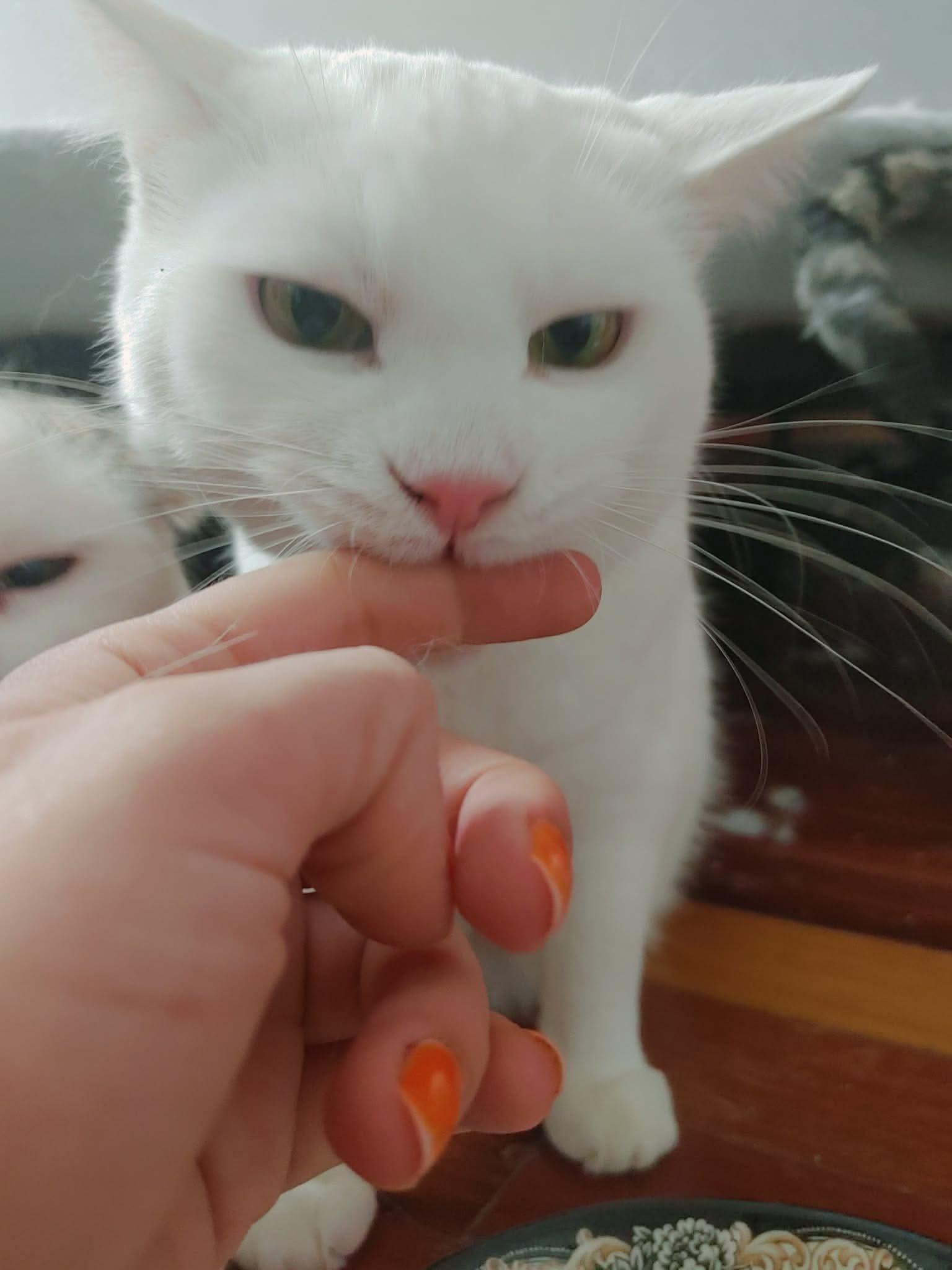 Enlarge Coconut, a ADOPTABLE Domestic Short Hair in Ashton, ON image 3/4