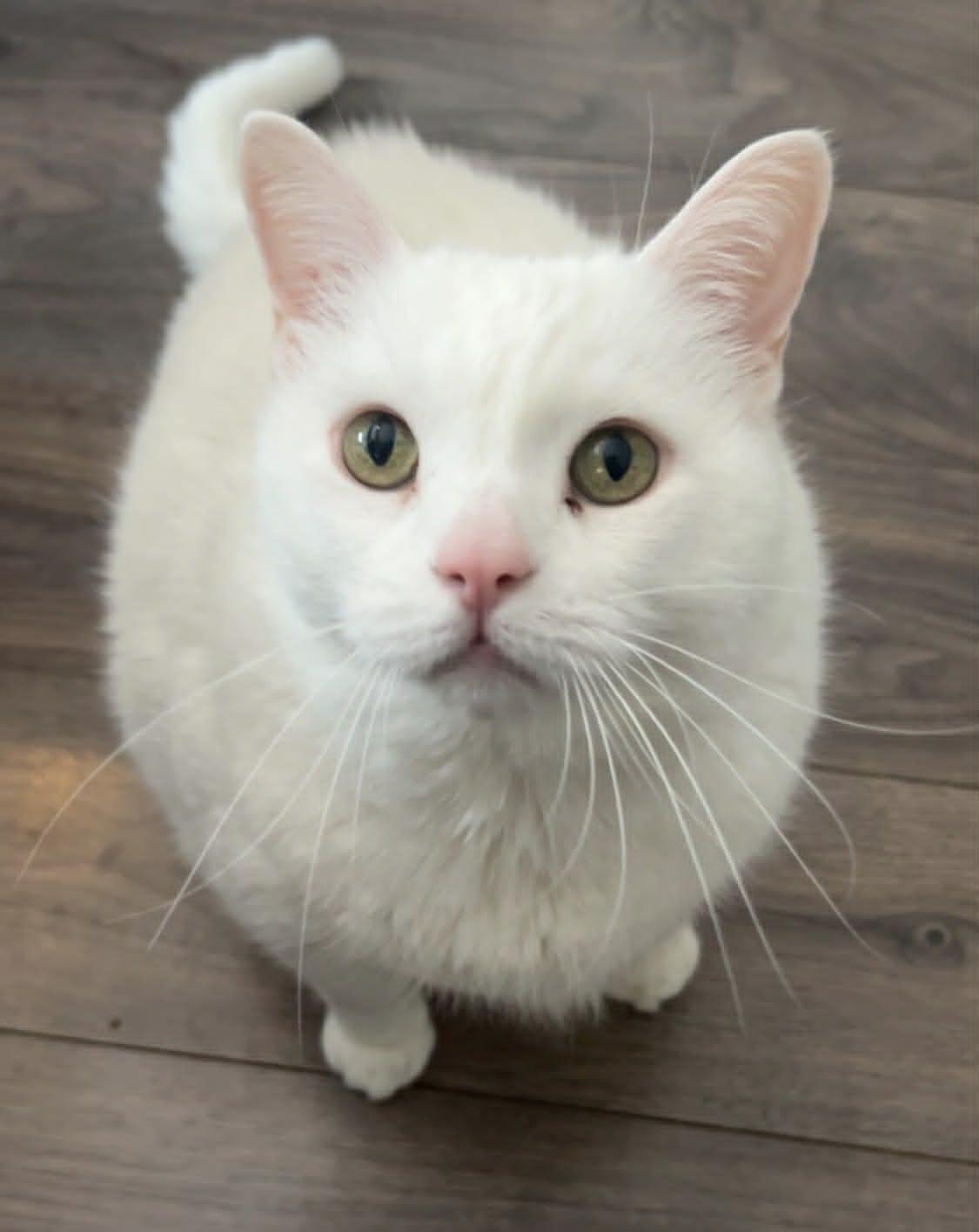 Coconut, ADOPTABLE, Adult Male Domestic Short Hair.