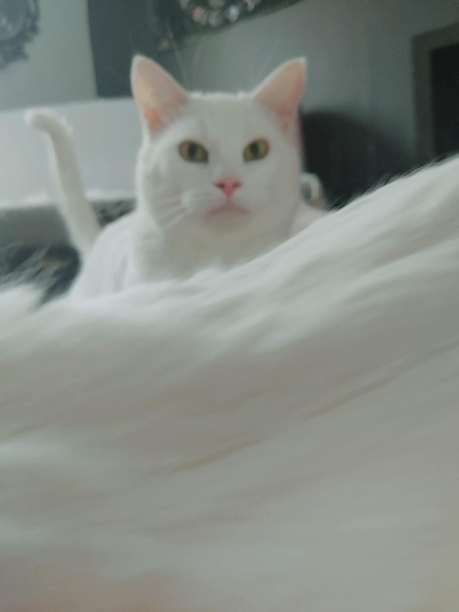 Enlarge Coconut, a ADOPTABLE Domestic Short Hair in Ashton, ON image 2/4