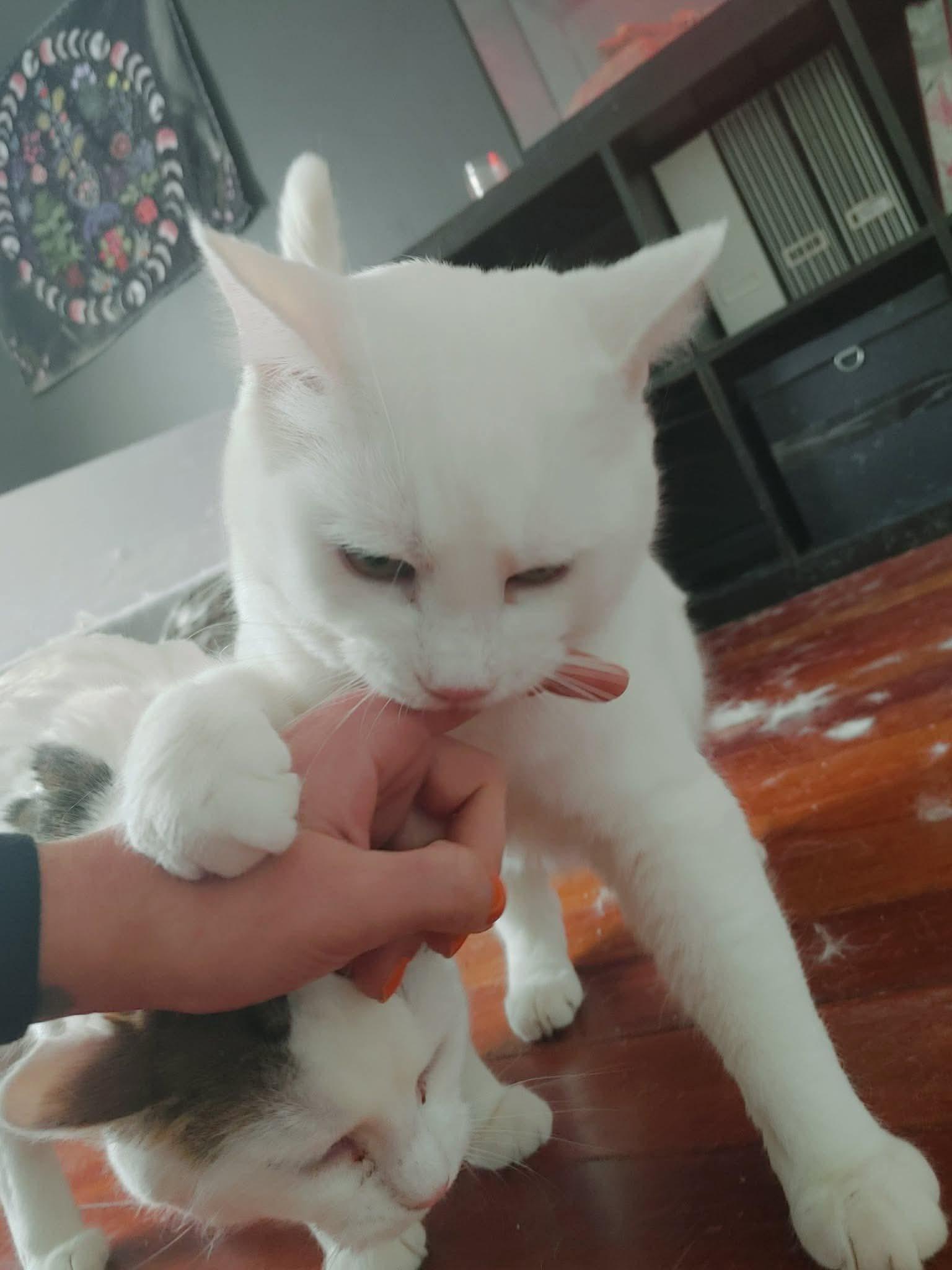 Enlarge Coconut, a ADOPTABLE Domestic Short Hair in Ashton, ON image 4/4