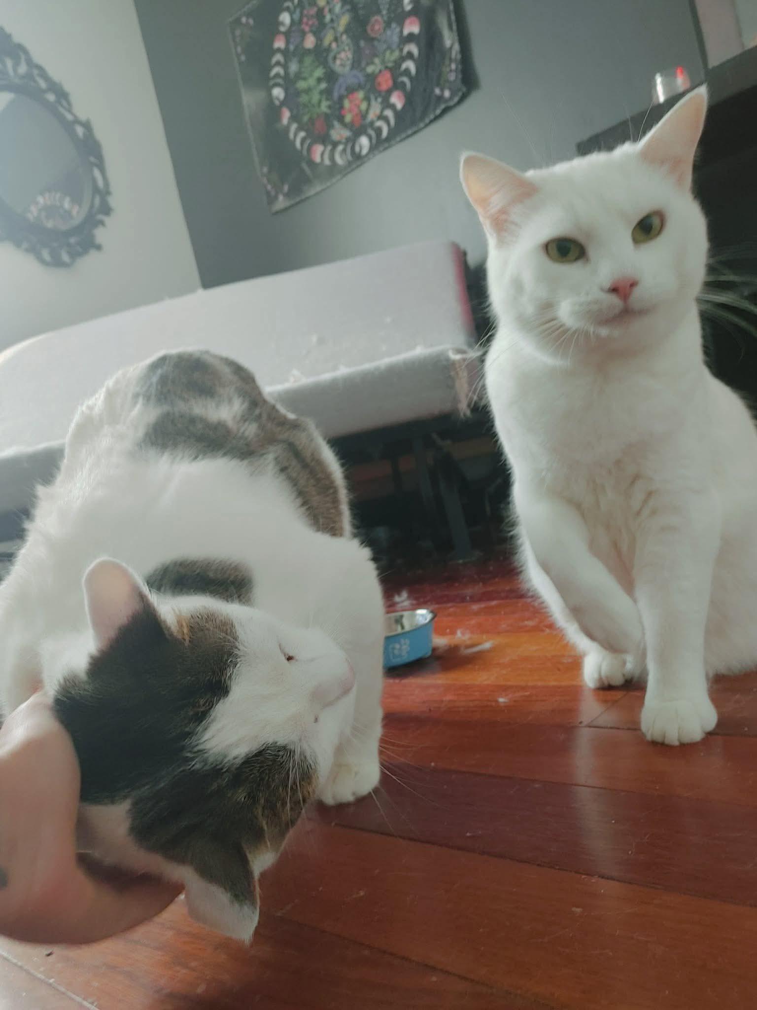 Enlarge Coconut, a ADOPTABLE Domestic Short Hair in Ashton, ON image 1/4