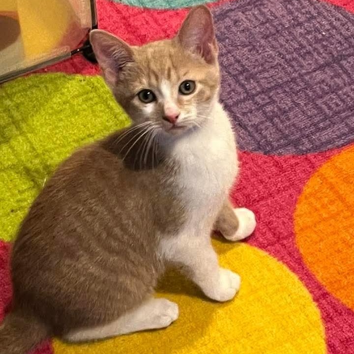 Fred Casey, Adoptable, Kitten Male Domestic Short Hair & Tabby.