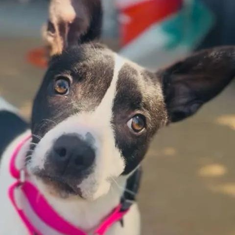 Lucy, a ADOPTABLE mixed breed in Shasta Lake, CA image 2/3