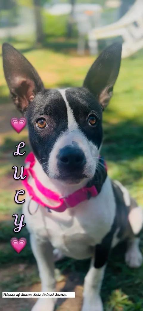 Lucy, ADOPTABLE, Young Female Pit Bull Terrier & Mixed Breed.