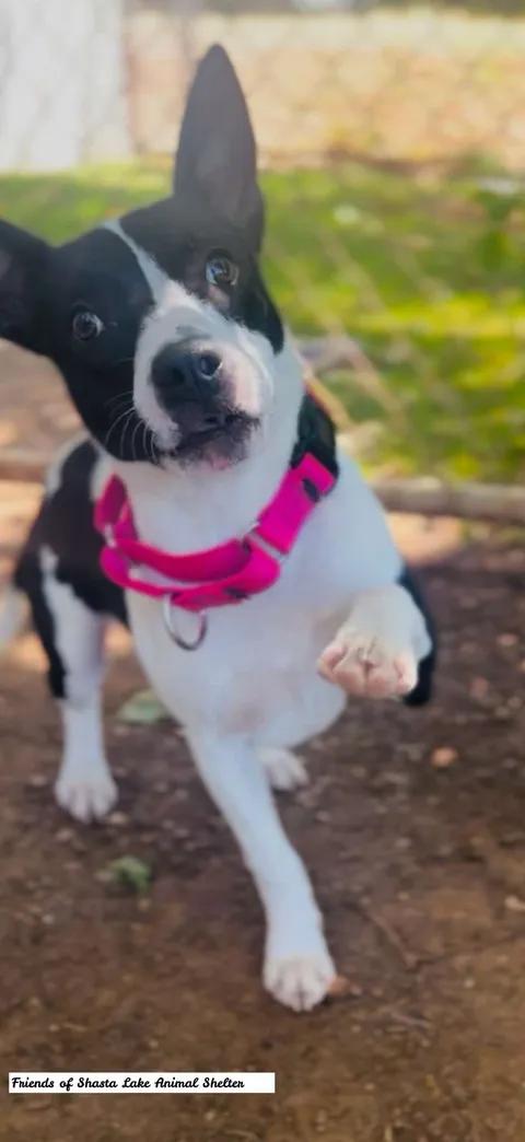 Lucy, a ADOPTABLE mixed breed in Shasta Lake, CA image 3/3
