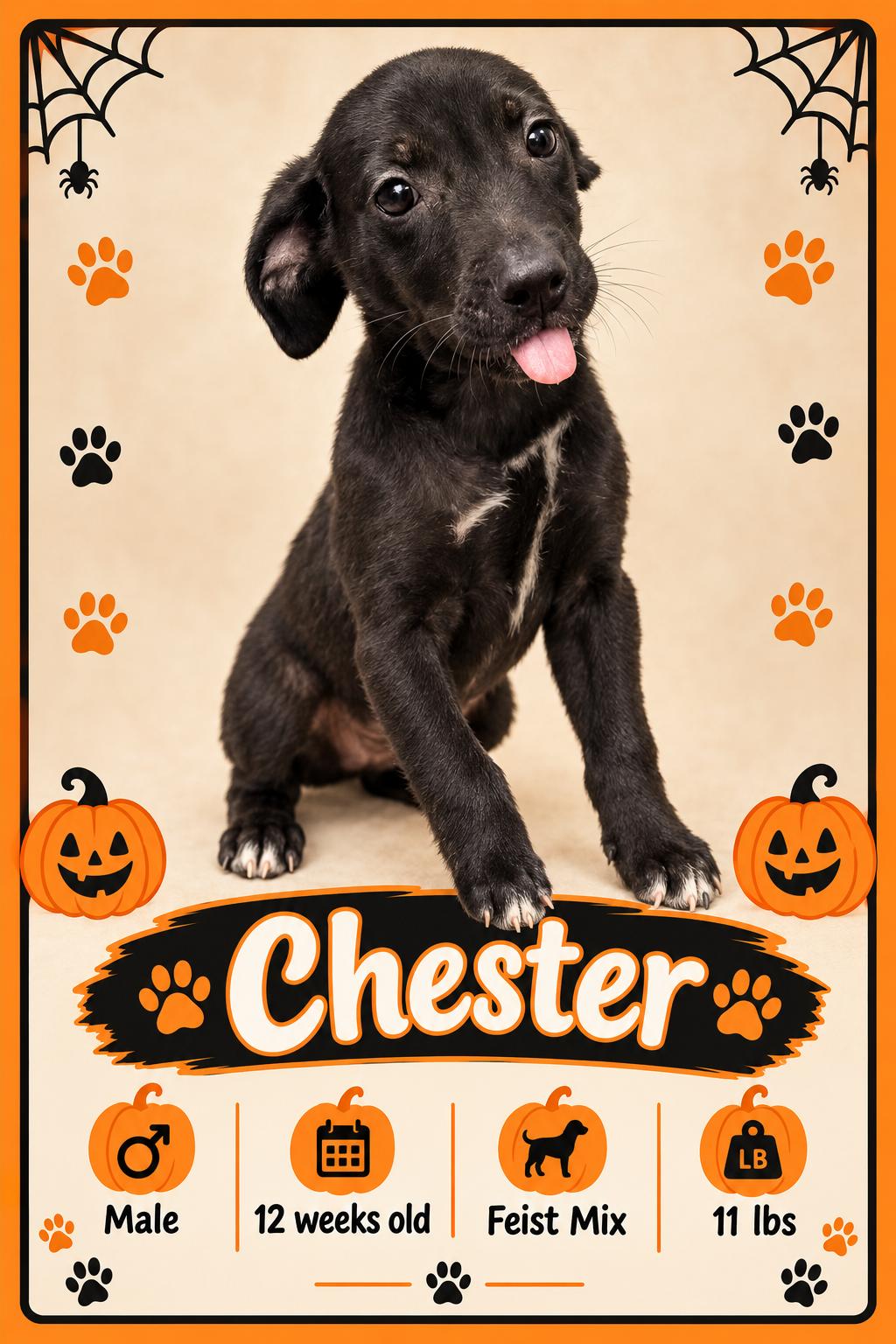 Chester, Adoptable, Puppy Male Mixed Breed.