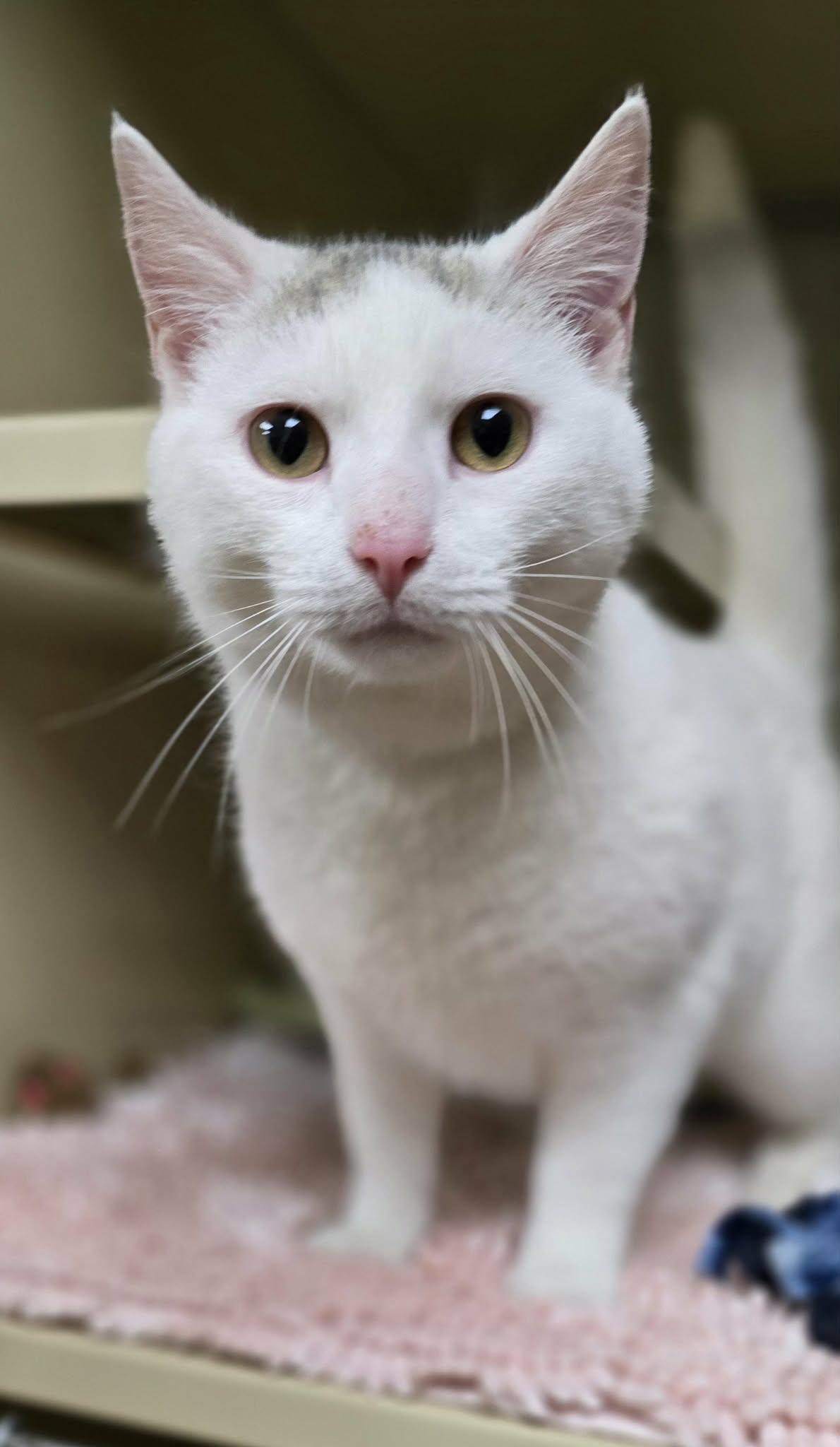 Enlarge Troy, an adopted Domestic Short Hair in New Castle, PA image 4/6