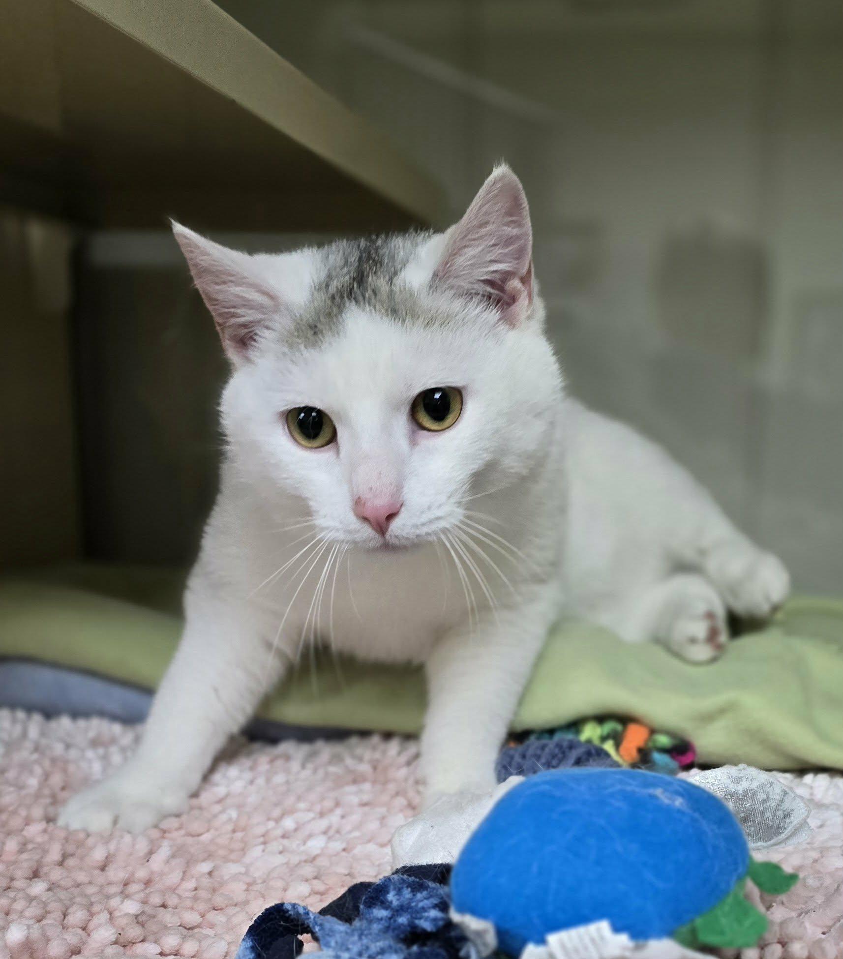 Enlarge Troy, an adopted Domestic Short Hair in New Castle, PA image 3/6