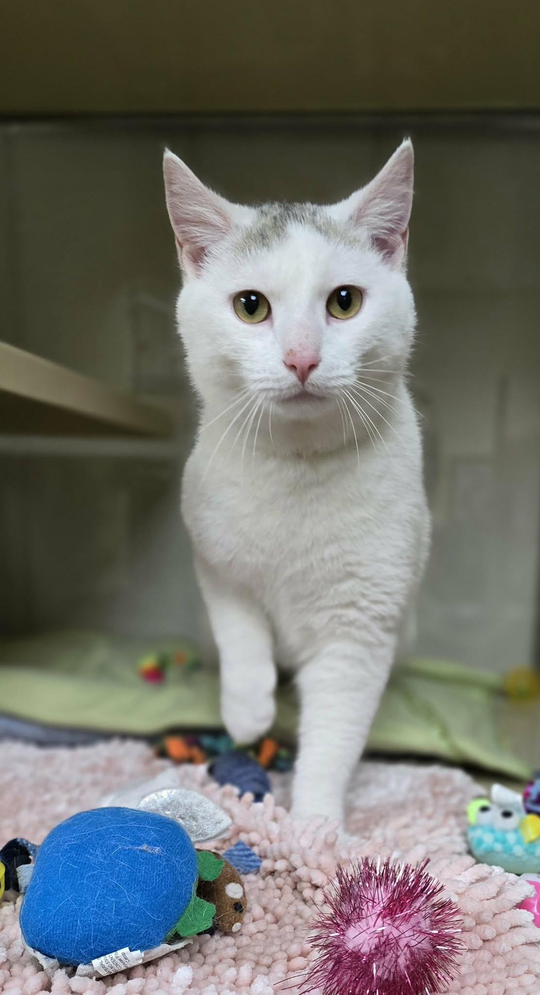 Troy, adopted, Young Male Domestic Short Hair.