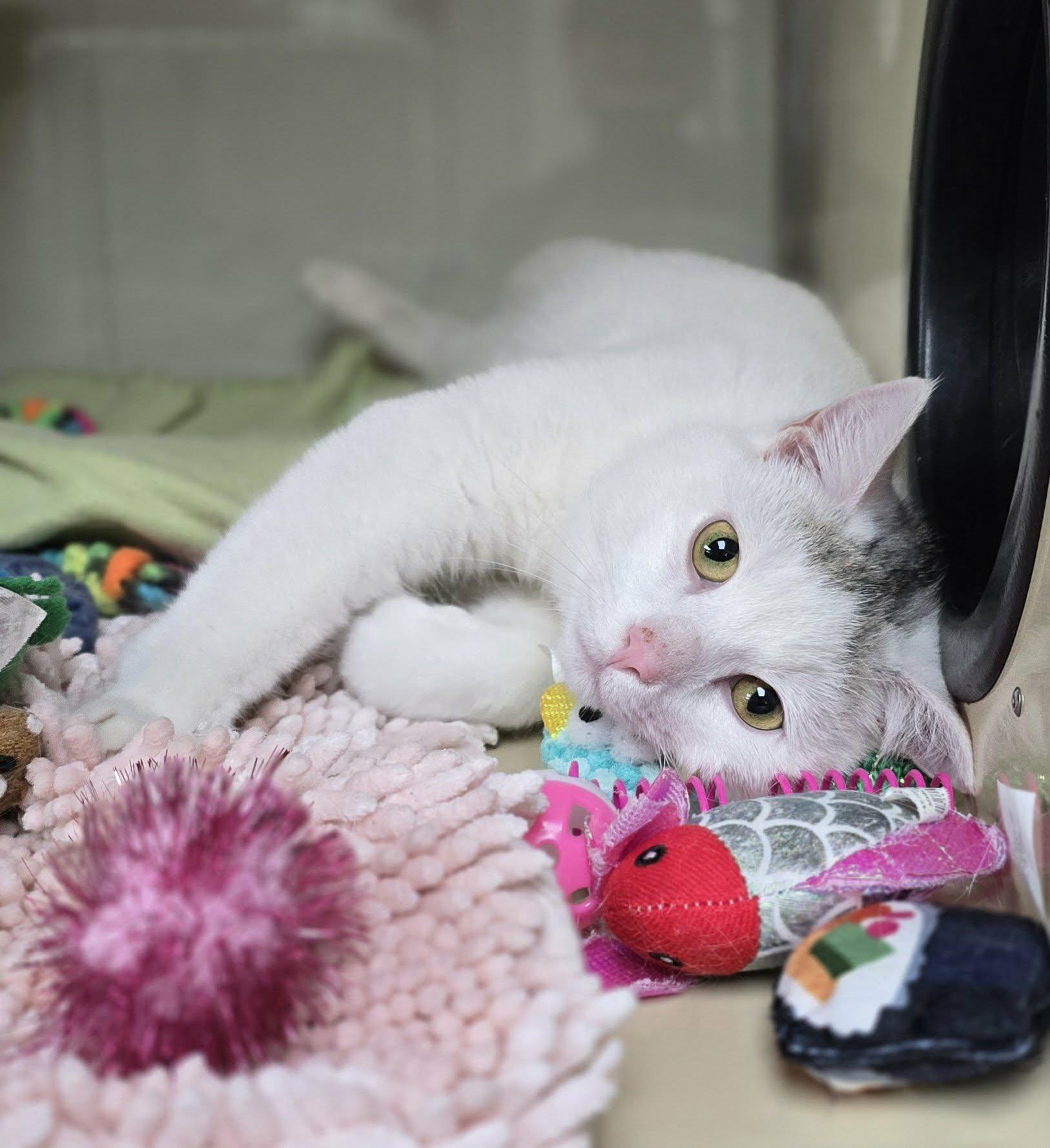 Enlarge Troy, an adopted Domestic Short Hair in New Castle, PA image 2/6