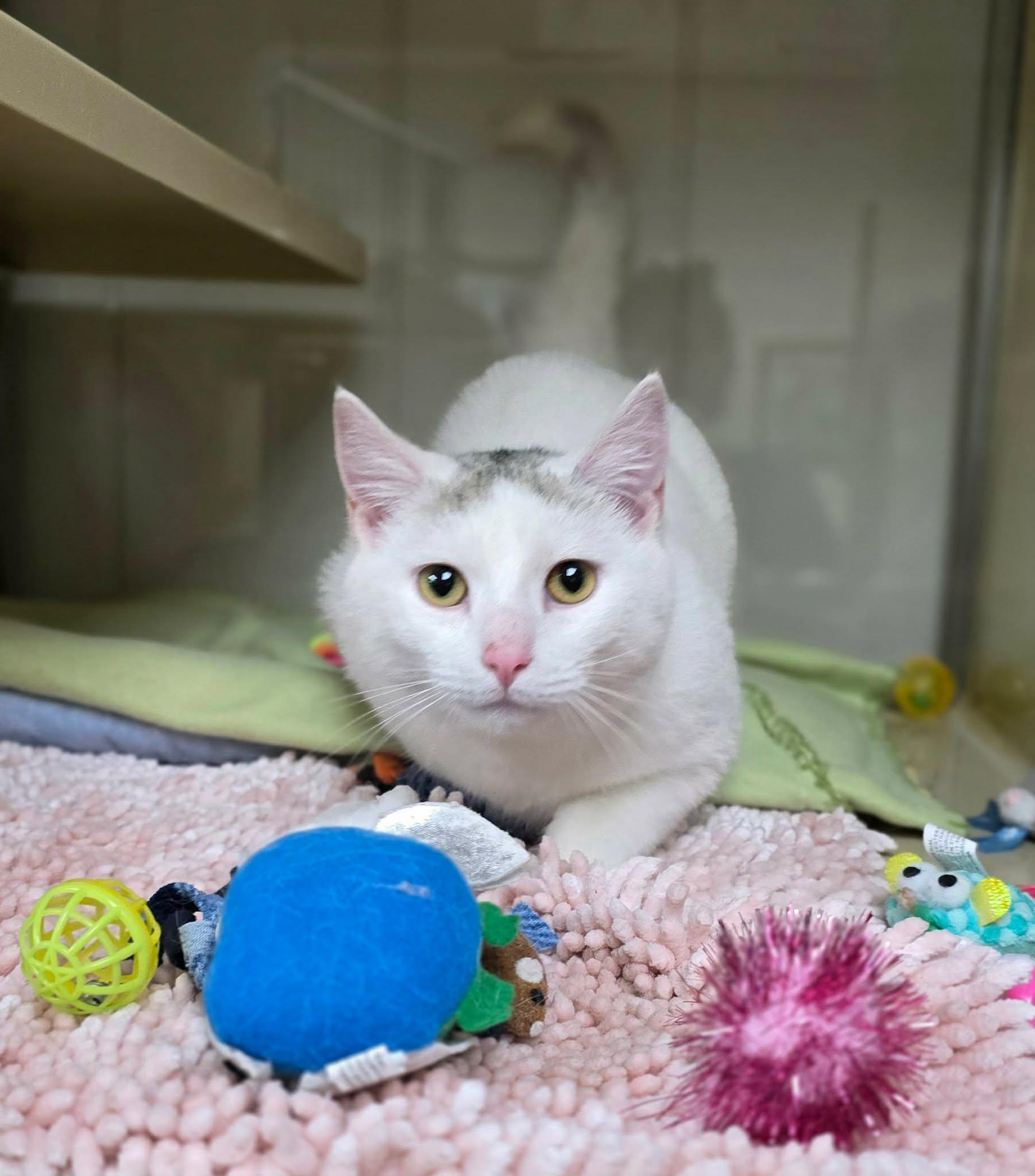 Enlarge Troy, an adopted Domestic Short Hair in New Castle, PA image 5/6