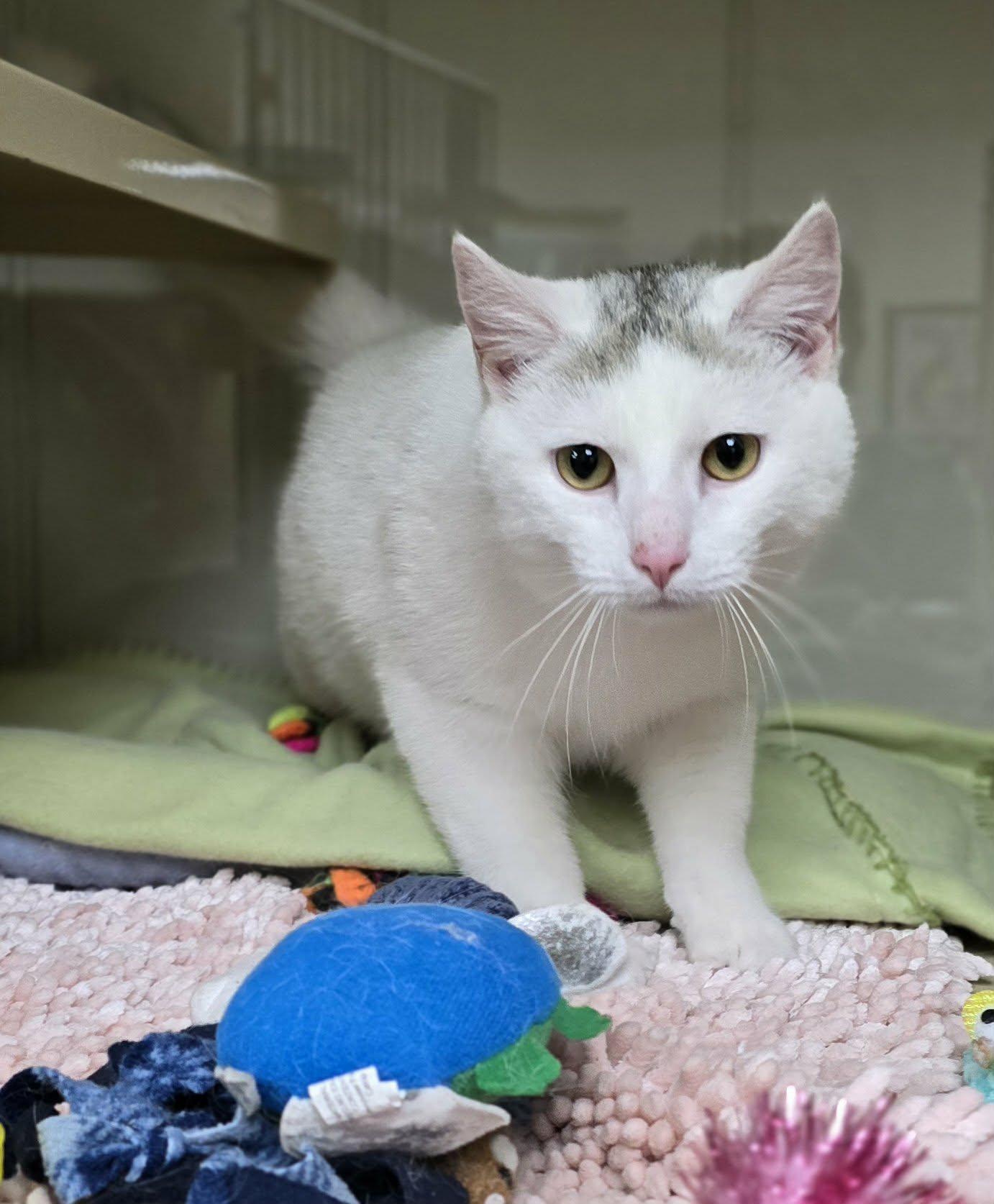 Enlarge Troy, an adopted Domestic Short Hair in New Castle, PA image 6/6
