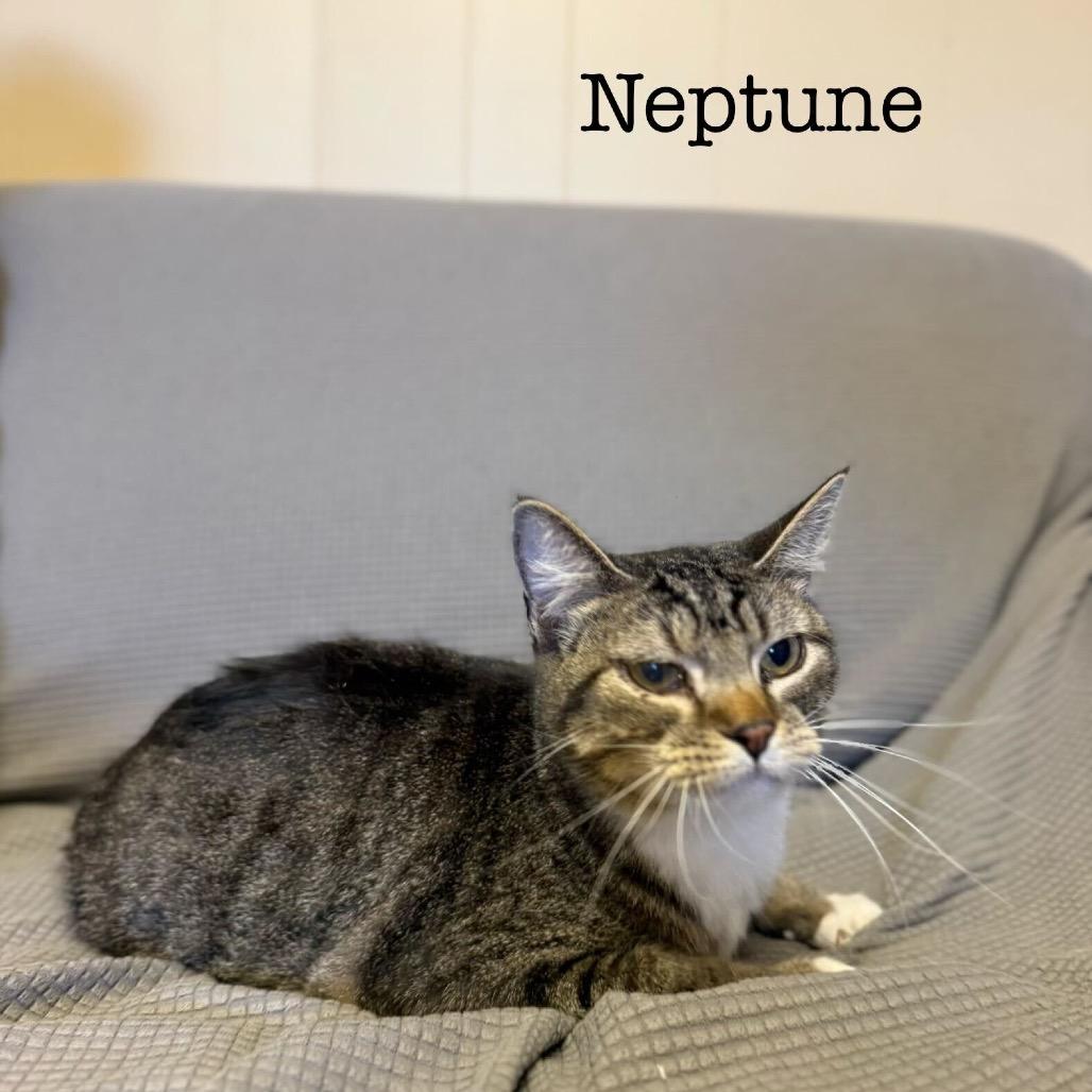 Neptune, Adoptable, Young Female Domestic Medium Hair.