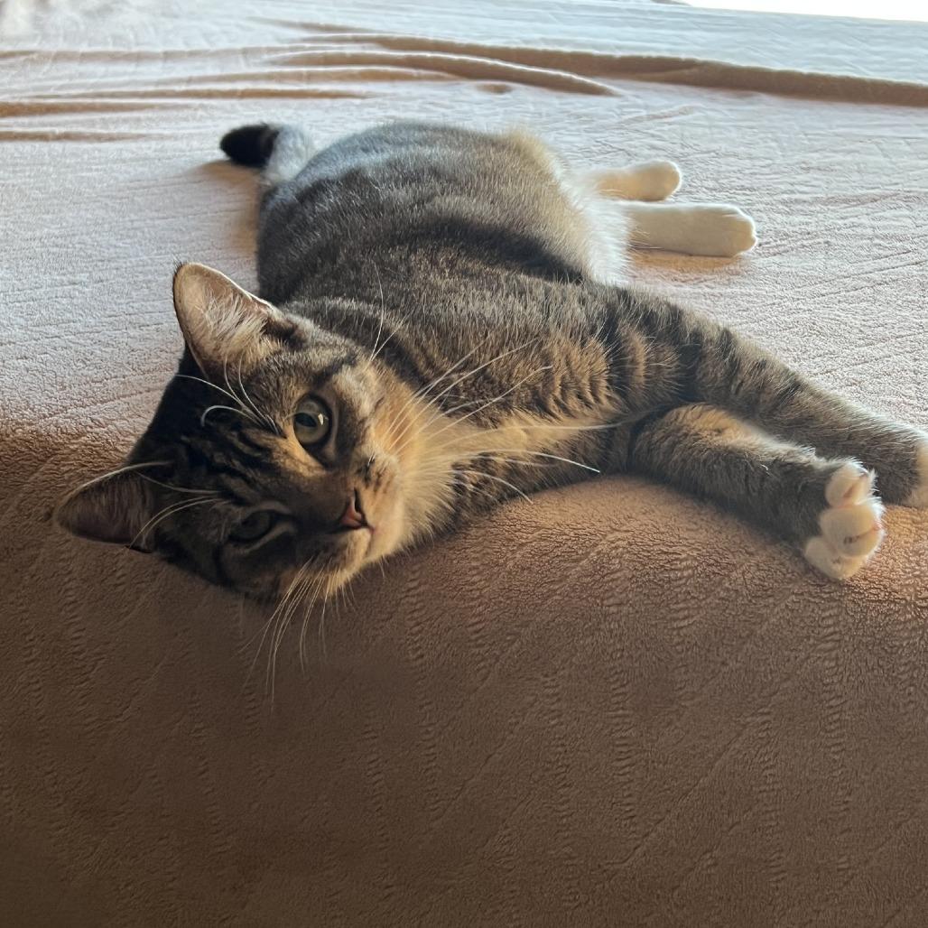 Neptune, a Adoptable Domestic Medium Hair in Buffalo, MN image 2/2