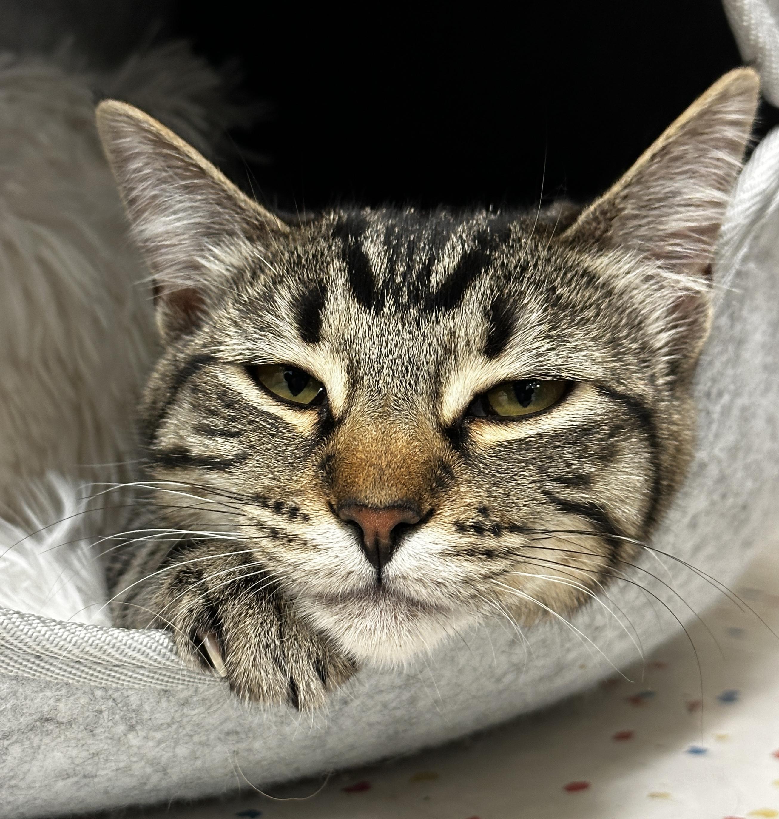 Honey, adopted, Young Female Domestic Medium Hair.