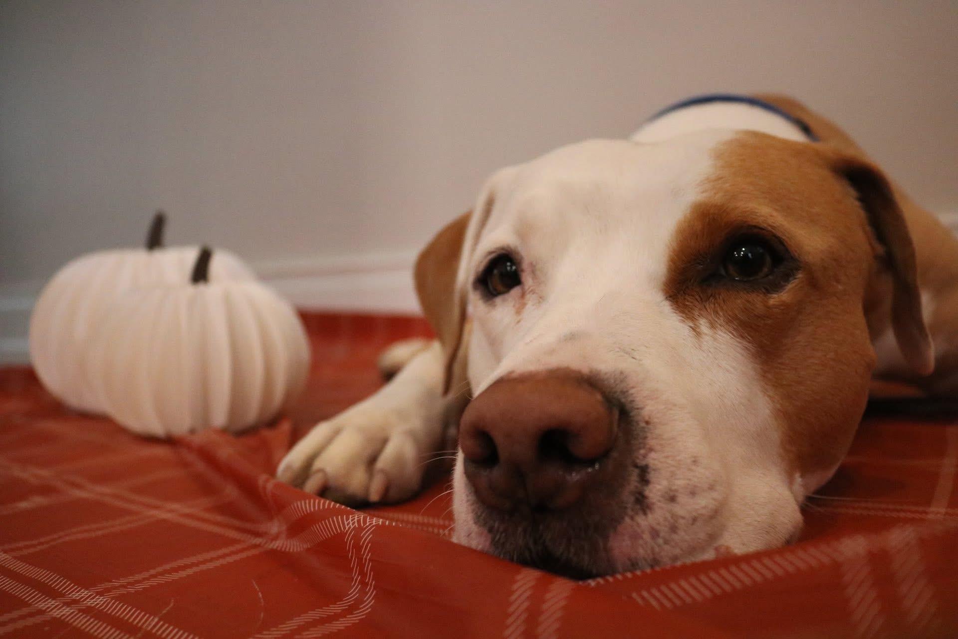 Enlarge Scooby , a ADOPTABLE mixed breed in Elizabethtown, PA image 3/4